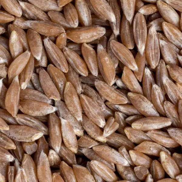 Khapli Atta Emmer Wheat MH Premium Whole Wheat Flour