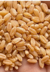 Organic Original Certified Wheat(grain & flour )C-306 (Sharbati Wheat)