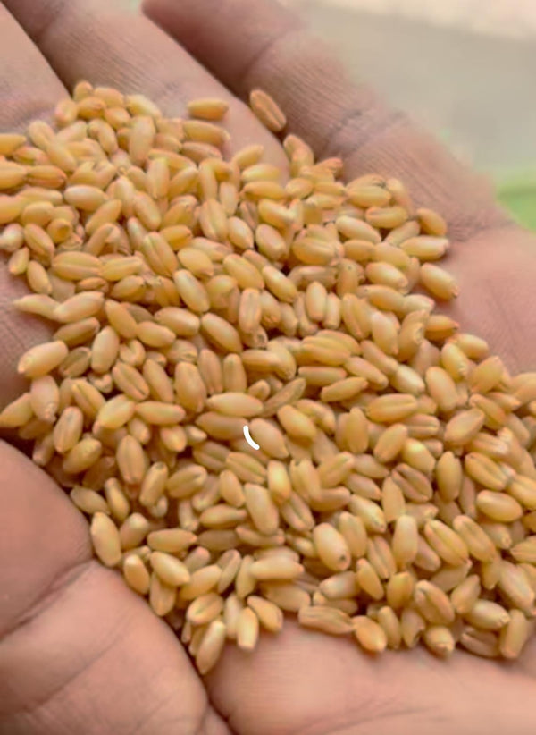 Organic Original Certified Wheat(grain & flour )C-306 (Sharbati Wheat)