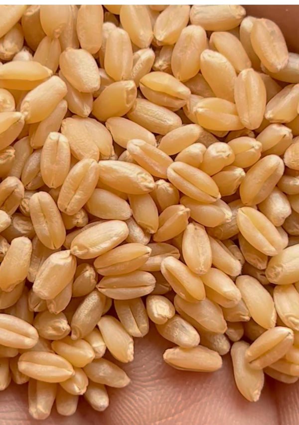 Organic Original Certified Wheat(grain & flour )C-306 (Sharbati Wheat)