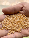 Organic Original Certified Wheat(grain & flour )C-306 (Sharbati Wheat)